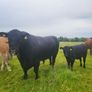Angus Bull Image 2