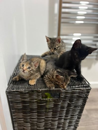 kittens