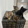 kittens Image 5