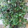 XL evergreen jasmine on metal frame Image 2