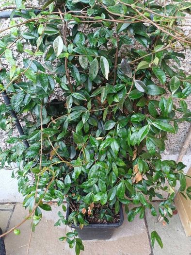 XL evergreen jasmine on metal frame