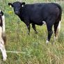 Breeding or beef Heifer Image 6