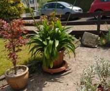 agapanthus