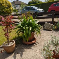 agapanthus