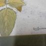 Original Una Gillespie Fliral Watercolour Painting Image 2