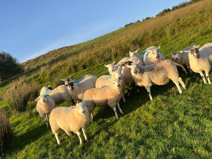 Hilltex organic ewe lambs