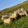 Hilltex organic ewe lambs Image 3