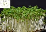 Microgreens Soil Free Growing Kit
