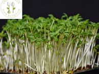 main image for ad Microgreens Soil Free Growing Kit