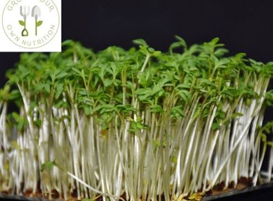 Microgreens Soil Free Growing Kit
