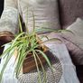 Spider Plant in Wooden Planter Image 10