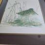 Framed Print Of Common Snipe A Quality Product By C.p. Productions Ltd., N. Ireland Image 3
