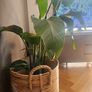 plants Image 2