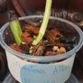No.80 Monstera Albo baby Image 8