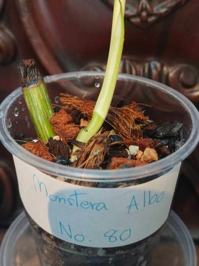 No.80 Monstera Albo baby