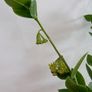 Tall hoya densifolia Image 4