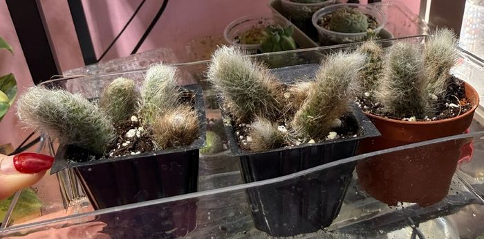 Monkey Tail Cactus