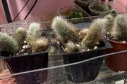 Monkey Tail Cactus
