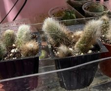 Monkey Tail Cactus