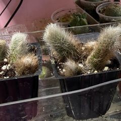 Monkey Tail Cactus