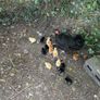 chicks Image 2
