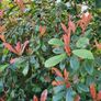 Red Robin Hedging two euro Image 6