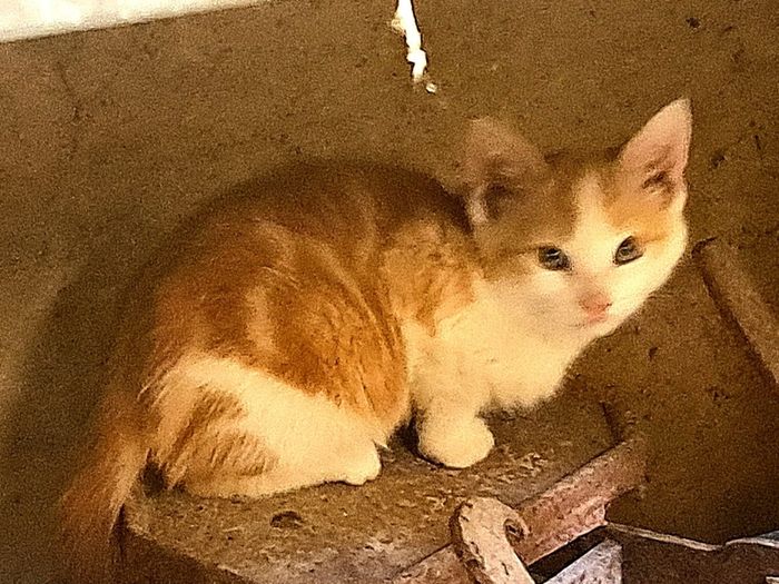 kitten