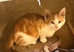 kitten