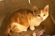 kitten