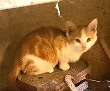 kitten
