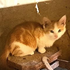 kitten