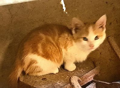 kitten