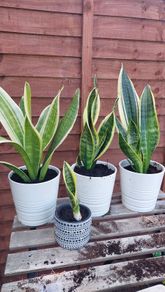 Sansevieria/ snake plant