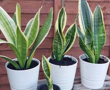 Sansevieria/ snake plant
