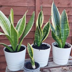 Sansevieria/ snake plant