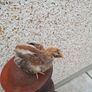 Rooster 4 months old Image 2
