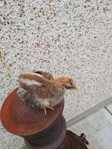 Rooster