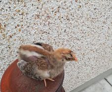Rooster
