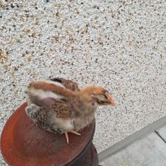 Rooster
