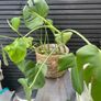 House Plant Image 2