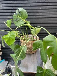 Free plant