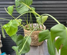 Free plant