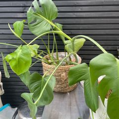 Free plant