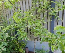 Free Trees / Shrubs