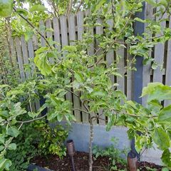 Free Trees / Shrubs