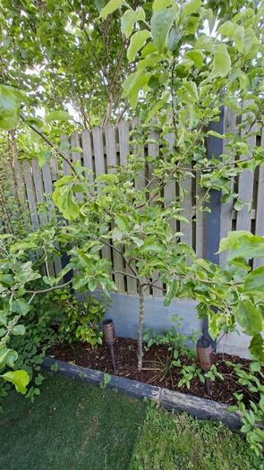 Free Trees / Shrubs