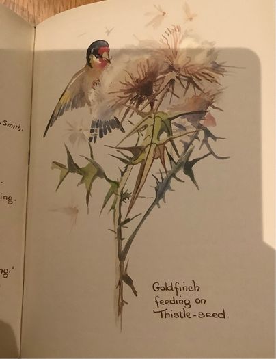The Country Diary of an Edwardian Lady by Edith Holden
