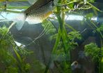 Pearl Gourami