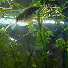 Pearl Gourami