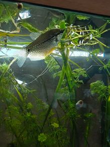 Pearl Gourami
